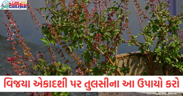 વિજયા એકાદશી પર તુલસીના ઉપાયો, વિજયા એકાદશી પર તુલસીના રામબાણ ઉપાયો, વિજયા એકાદશી પર તુલસી સાથે કરેલા ઉપાયોથી સમસ્યાનો તાત્કાલિક ઉકેલ, તુલસીના ઉપાયો વિજયા એકાદશી પર કરો, દરેક સમસ્યા દૂર થશે, વિજયા એકાદશી પર તુલસી પૂજન અને તેના ફાયદા,