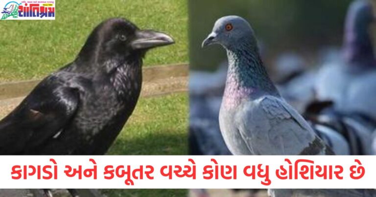 કાગડો અને કબૂતર વચ્ચે કોણ વધુ હોશિયાર છે, તેઓ સ્થળ કેવી રીતે ઓળખે છે?